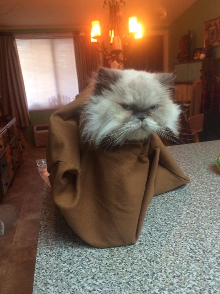 印度 Cat in the Bag 貓貓外出袋15